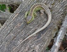 3 Er bietet sich zur Paarung an